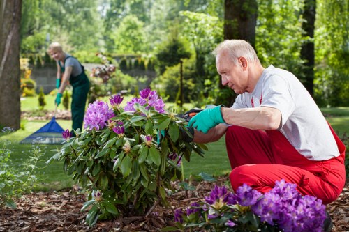 A gardener wearing a white shirt, red trousers, and green gloves is carefully trimming a lush, green shrub with vibrant purple flowers in a well-maintained outdoor garden. The garden features a neatly edged flower bed with a variety of blooming plants, set against a backdrop of tall trees and a grassy lawn area. In the background, another person in a grey T-shirt and dark trousers is also engaged in gardening, working near a lawn mower and garden tools on a paved pathway. The scene is illuminated by natural daylight, with a mix of sunlight and shade from the surrounding trees, creating a peaceful outdoor environment suitable for gardening and landscape maintenance services offered by Hedge Trimming Stockwell. The garden layout includes a combination of landscaped flower borders, grass patches, and natural soil, emphasizing a tidy, cultivated appearance typical of professional gardening in the London area, such as Stockwell, SW9 postcode.