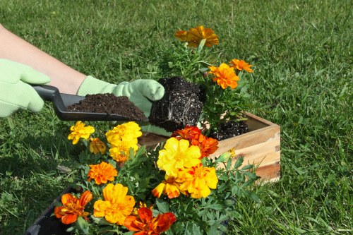 The image depicts a person wearing light green gardening gloves using a small black trowel to plant a dark-colored shrub into a rectangular wooden planter box situated on a lush, well-maintained lawn. In the foreground, there are vibrant marigold flowers with orange and yellow petals, adding bright colour to the scene. The backdrop features a tidy grassy area with a mix of healthy green grass and sparse patches, indicating an outdoor garden environment. The lighting suggests a clear, sunny day, casting natural light across the scene, suitable for outdoor gardening activities. The overall setting reflects a typical outdoor gardening task, involving planting and garden maintenance, which aligns with professional gardening and landscaping services offered by companies such as Hedge Trimming Stockwell, supporting local greenery and outdoor care services in the area.