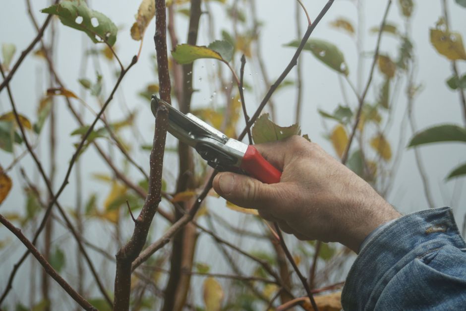 A close-up image of a gardener's hand trimming a thin, woody branch of a shrub or small tree using a pair of red-handled pruning shears. The plant has several slender branches with green and yellowing