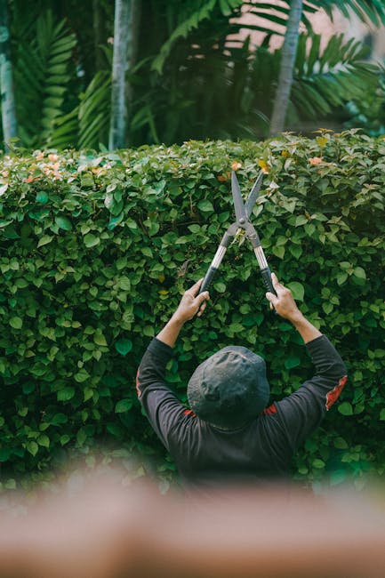 A person wearing a dark long-sleeve shirt and a black wide-brimmed hat is seen from behind, trimming a dense, lush green hedge with a pair of long-handled hedge shears. The hedge is composed of small,