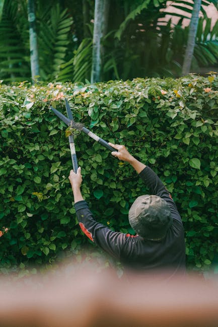 A man engaged in hedge trimming in a residential garden, using a long-handled electric hedge trimmer to shape a large, dense green shrub. The garden features a paved pathway alongside well-maintained